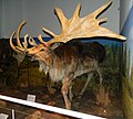 Irish elk (extinct)