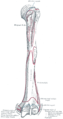 Left humerus. Anterior view, showing insertion.