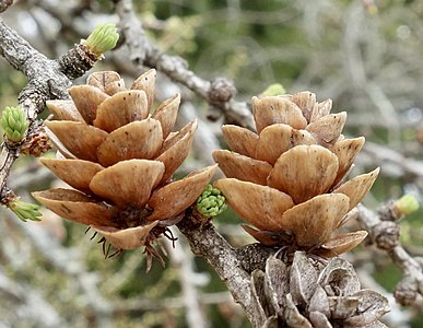Old seed cones