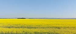 Moose Mountain Upland is visible across a canola field in the RM of Brock No. 64