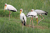 Flock at Lake Nakuru National Park, Kenya