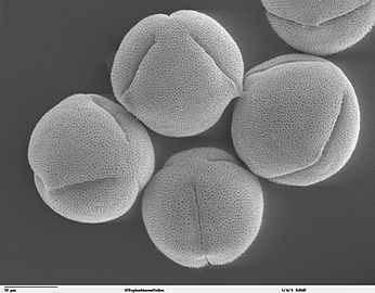 Pollen grains of Ricinus communis