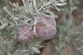 Rhopalomyia pomum