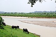 Cattle grazing on the banks of the river in Rupnagar, Punjab, India