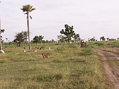 Senegalese savanna with goats