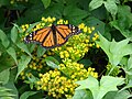 Flowers pollinated by monarch butterfly