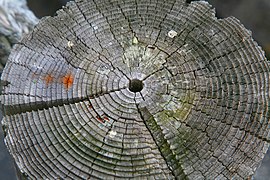 Tree rings, as can be used for tree-ring dating