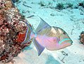 The queen triggerfish has elegant extensions to its fins.