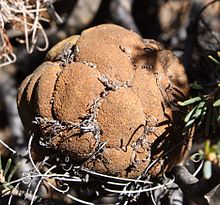 A globular old flowerhead, mostly made up of mature brown seed pods
