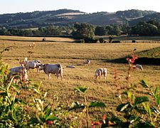 Cows at pasture in Burgundy