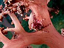 A soft coral spider crab hidden on soft coral