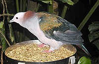 Adult Nicobar Pigeon