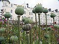 Opium poppy seed capsules