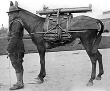 1921 photo of U.S. soldier alongside a mule carrying components of a mountain howitzer.