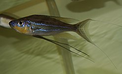 Benthochromini (E): Benthochromis horii was scientifically described in 2008, but has often been misidentifed as B. tricoti[47]