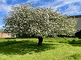A clone of Isaac Newton's apple tree