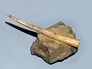 Fossil of Dentalium sexangulum. Pliocene