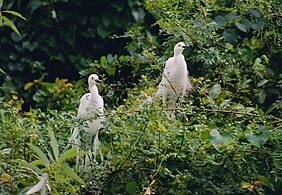 Snowy egret pair