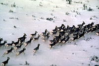 Herd of pronghorns