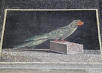 Detail of floor panel with Alexandrine parakeet, Pergamon modern Turkey, middle 2nd century BC (reigns of Eumenes II and Attalus II)