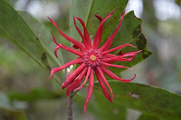Illicium floridanum, Florida anise or stinkbush, a plant species endemic to the southeastern U.S.[14]