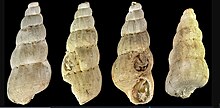 Opalia australis shells