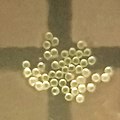 Pollen of Senna tora