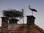 A stork's nest on the roof of a house