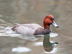 Redhead in Central Park (15503)