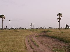 Senegalese savanna.