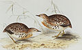 Painting by John Gould