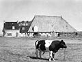 Farm with bull (1957)