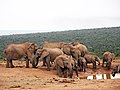 Elefantenherde im Park