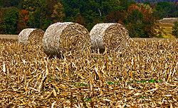 Baled corn in a field in Perry Township