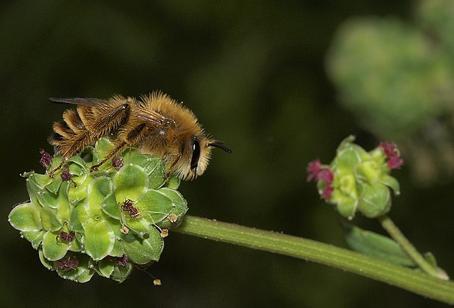 Salad burnet attracts bees