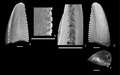 Dromaeosauridae tooth with small denticles along the cutting edge. Scale bars are 1 mm.