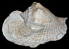 Lateral view of a shell of the goliath conch, Eustrombus goliath
