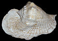 A shell of Eustrombus goliath