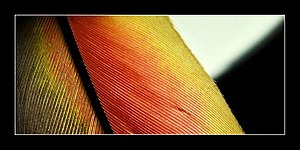Fire-colored feather