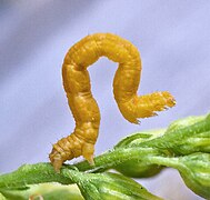 Geometrid moth (Geometridae) "inchworm" caterpillar