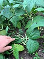 Green beans on a bush plant