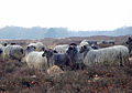Flock on heath near Schneverdingen.