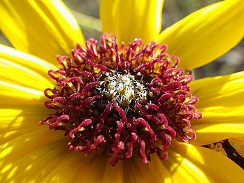 Prairie sunflower (H. petiolaris)