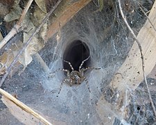 Hippasa holmerae (Lawn wolf spider) in its funnel web (2)
