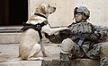 A U.S. soldier and his Labrador Retriever dog wait before conducting an assault against insurgents in Buhriz.