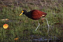 A picture of a northern jacana walking in some grass. Northen jacanas are polyandrous birds.