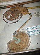 Very old ornamental fan from Sri Lanka