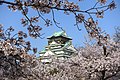 Cherry blossom at Osaka Castle