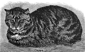 A 19th-century drawing of a tabby car