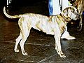 Perro de Presa Canario or Azores Cattle Dog